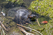 Red-eared terrapin (Trachemys scripta elegans) in the polluted Huveaune river, Marseille, Bouches-du-Rhone, France