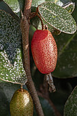 Elaeagnus (Elaeagnus x submacrophylla = Elaeagnus x ebbingei) fruit