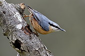 Nuthatch (Sitta europaea) on a branch, Doubs, France
