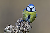 Blue Tit (Cyanistes caeruleus), Doubs, France