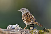 Dunnock (Prunella modularis) on a branch, Doubs, France