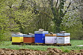 Beehives in spring, Doubs, France
