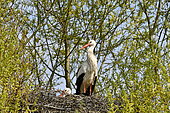 White stork (Ciconia ciconia) pair nesting in a tree, Doubs, France
