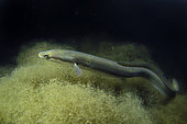European eel (Anguilla anguilla) moving through seaweed at night, Seudre estuary, Charente-Maritime, France