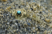 Eye of a common Sole (Solea solea) hidden in the sasble, Ile d'Oléron, Atlantic Ocean, France