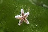 Young Common starfish (Asterias vulgaris) moving on a seaweed, Ile d'Oléron, France