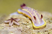 Doris de krohn (Felimida krohni) moving on rock and very young Common starfish (Asterias rubens), Ile d'Oléron, France