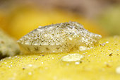 Common cuttlefish (Sepia officinali) just hatched, Ile d'Oléron, Atlantic Ocean, France