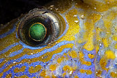 Eye of Ballan wrasse (Labrus bergyltae) Ile d'Oléron, Atlantic Ocean, France