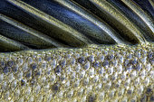 Fin and scales of spotted sea bass (Dicentrarchus punctatus), Ile d'Oléron, Charente-Maritime, France