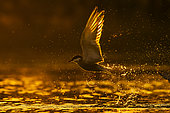 Whiskered tern (Chlidonias hybridus) in flight, Sologne pond, Loir et Cher department, Centre-Val de Loire region, France