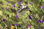 Swallowtail (Papilio machaon) in flight over clumps of flowering viperbugloss in spring, near Hyères, Var, France