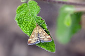 Snout moth (Pyralidae sp) on a leaf in an overgrown meadow in spring, countryside near Hyères, Var, France