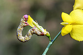 Caterpillar eating a broom flower in spring, on a country lane near Hyères, Var, France