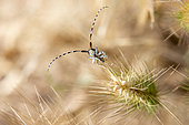 Thistle Longhorn beetle (Agapanthia cardui) on a grass in spring, Countryside near Hyères, Var, France