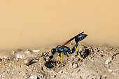 Mud dauber Wasp (Sceliphron sp) at the edge of a puddle on a path, making mud pellets for its nest, in spring in the countryside near Hyères, Var, France.