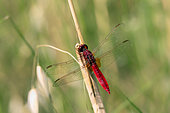 Red darter (Crocothemis erythraea) male on a dry reed in spring, Gapeau riverain, north of Hyères, Var, France