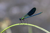 Western demoiselle (Calopteryx xanthostoma) male on a dry reed in spring, Gapeau riverain, north of Hyères, Var, France