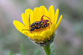 Longhorn beetle (Stenopterus rufus) mating on a flower in spring, Countryside near Hyères, Var, France
