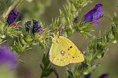 Berger's clouded yellow (Colias alfacariensis) male on a vipersbugloss in spring, overgrown meadow in the countryside near Hyères, Var, France