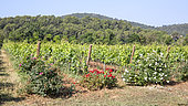 Landscape with a vineyard in spring, in the foreground control roses for the detection of cryptogamic diseases, near Pierrefeu du Var, France