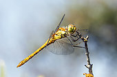 SOuthern Darter (Sympetrum meridionale) female on a dry branch in spring, Gapeau riverain, Hyères, Var, France