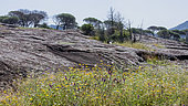 Landscape with sandstone slabs and umbrella pines in spring, Plaine des Maures, near Les Mayons, Var, France