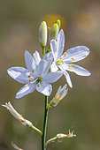 Saint Bernard's Lily (Anthericum liliago), spring flowers, Paine des Maures near Les Mayons, Var, France