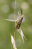 Feathered Footman (Spiris striata) male, wings closed, on a grass in spring, Plaine des Maures near Vidauban, Var, France