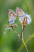 Blue (Lysandra sp) Couple on dry flowers in spring, Plaine des Maures near Les Mayons, Var, France
