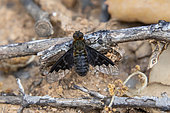 Common Bee Fly (Hemipenthes morio) on the ground on a branch of dead wood in spring, Plaine des Maures near Vidauban, Var, France