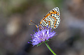 Spotted Fritillary (Melitaea didyma) picking a flower in spring, Plaine des Maures, near Les Mayons, Var, France