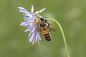 Thomise enflée (Thomisus onustus) capturant une Abeille à miel (Apis mellifera) sur une fleur de scabieuse au printemps, Plaine des Maures aux environs des Mayons, Var, France