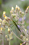 Predatory Bush Cricket (Saga pedo) on the prowl in a clump of flowers in late spring, Plaine des Maures near Les Mayons, Var, France