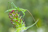 Predatory Bush Cricket (Saga pedo) on a flower in late spring, Plaine des Maures near Les Mayons, Var, France