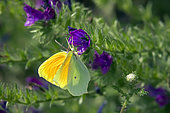 Cleopatra (Gonepteryx cleopatra) male in flight, wings half open, arriving on a vipersbugloss flower to forage, in spring, Countryside near Hyères, Var, France