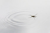 Common pond skater (Gerris lacustris) on the surface of a small body of water in spring, near Hyères, Var, France