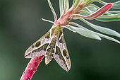 Spurge Hawk-moth (Hyles euphorbiae) on a spurge stem in spring, Countryside near Sanary, Var, France