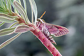 Spurge Hawk-moth (Hyles euphorbiae) on a spurge stem in spring, Countryside near Sanary, Var, France