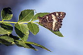 Great-banded Grayling (Brintesia circe) closed wings on a shrub in spring along a country lane near Hyères, Var, France