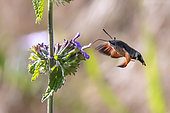 Olive Bee Hawk-moth (Macroglossum stellatarum) hovering in front of a black horehound flower it is foraging for in spring, Countryside near Hyères, Var, France