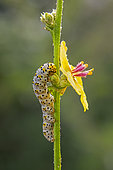 Mullein Moth (Shargacucullia verbasci) caterpillar on a stem of Common Mullein (Verbascum thapsus) in spring, Countryside near Hyères, Var, France