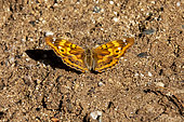 Lesser purple emperor orange shape (Apatura ilia clytie) in late spring, on the ground to absorb moisture in the sand at the edge of the Gapeau river, near Hyères, Var, France