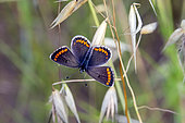 Brown Argus (Aricia agestis) on a grass, wings open in spring, Countryside near Hyères, Var, France