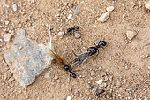 Black ant (Lasius sp) carrying plant debris to the anthill in spring, country road near Hyères, Var, France