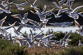 Slender-billed Gull (Chroicocephalus genei) taking off from an islet of a group of nesting gulls in spring, Salin des Pesquiers in Hyères, Var, France