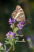 Closed-winged Great-banded Grayling (Brintesia circe) foraging on an alfalfa flower in spring, along a country lane near Hyères, Var, France