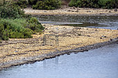Anti-predator cage above a plover nest in the pebbles at the edge of an old pond in spring, Little terns brooding just a few meters away in this area of the Vieux Salins in Hyères, Var, France.