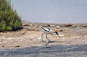 Pied Avocet (Recurvirostra avosetta) with chick on a mudflat in spring, Vieux Salins à Hyères, Var, France
