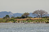 Landscape of the Vieux Salins de Hyères in spring, with a group of Greater Flamingos (Phoenicopterus roseus) and a hiking trail in the background, Var, France